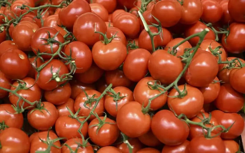 Une enquête française met en cause des tomates importées du Maroc et d'Espagne