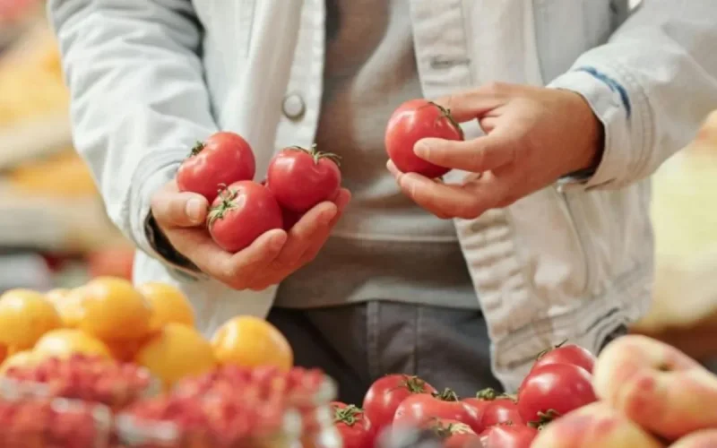 Tomates du Maroc : pourquoi les agriculteurs européens crient au scandale