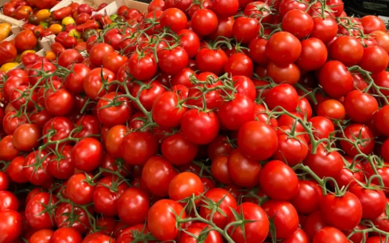 Tomates à 5 € le kilo : Pourquoi la crise au Maroc fait exploser votre ticket de caisse en France !