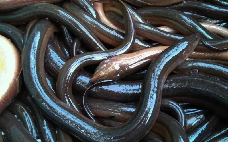 Trafic d'anguilles : deux Marocains arrêtés en Espagne