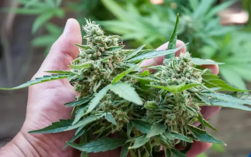 Mohand Laenser appelle à une revue de la loi sur l'usage légal du cannabis
