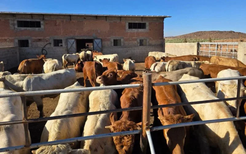 Des veaux français pour « sauver » le marché marocain des viandes rouges