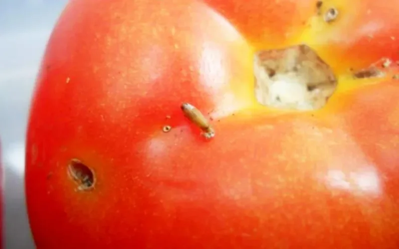 La tomate marocaine menacée par un virus