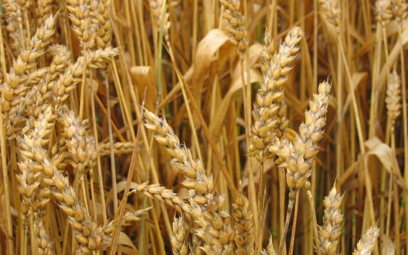 Le Maroc n’a toujours pas trouvé du blé à l’international