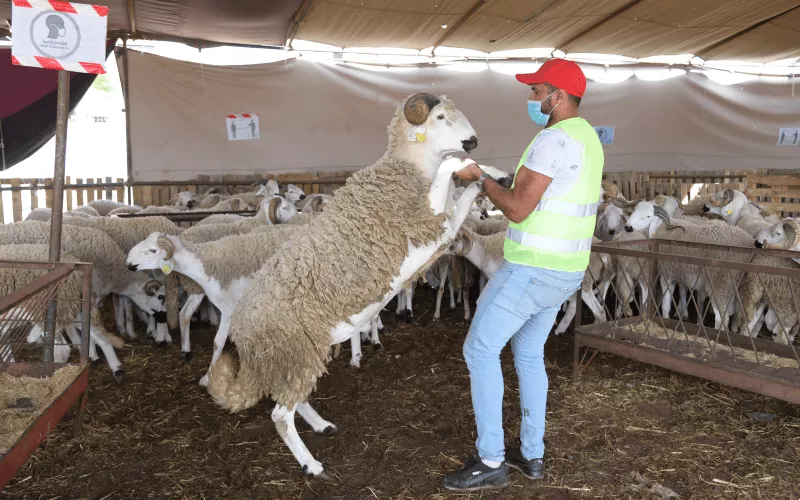 Voici la date de l’Aïd alAdha 2024 au Maroc
