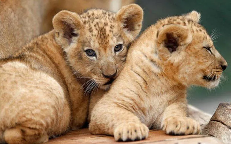 Rare Naissance De Lionceaux De L Atlas Video Rare Naissance De Lionceaux De L Atlas Video