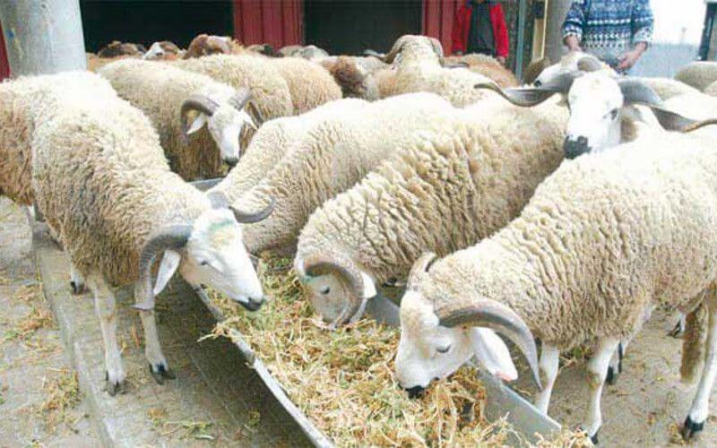 Aïd alAdha quel prix pour le mouton