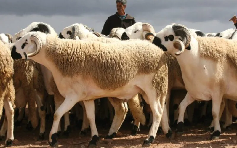 AîdAlAdha au Maroc voici le prix du mouton
