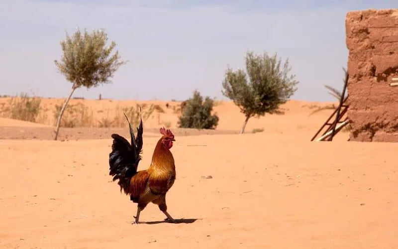 Jusqu’à 48 degrés prévus au Maroc