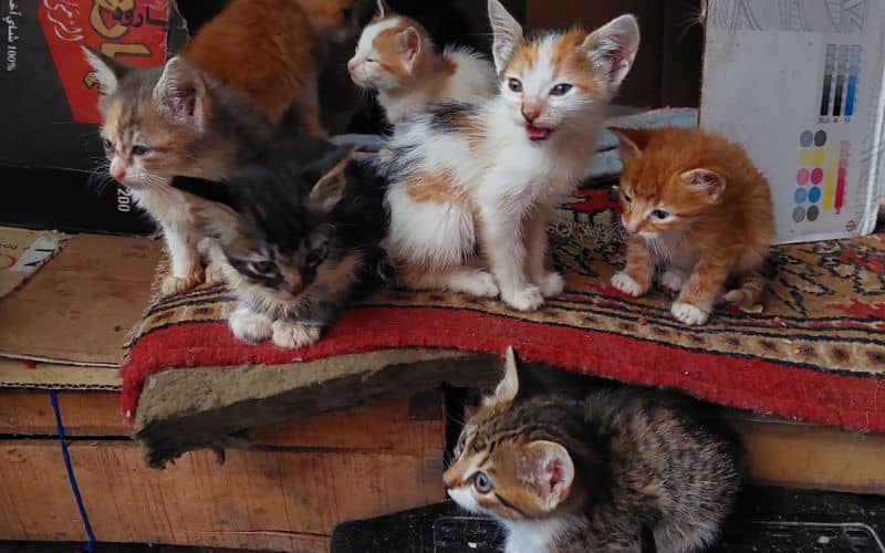 Sauvés, des chats marocains en quête de foyers aimants au RoyaumeUni