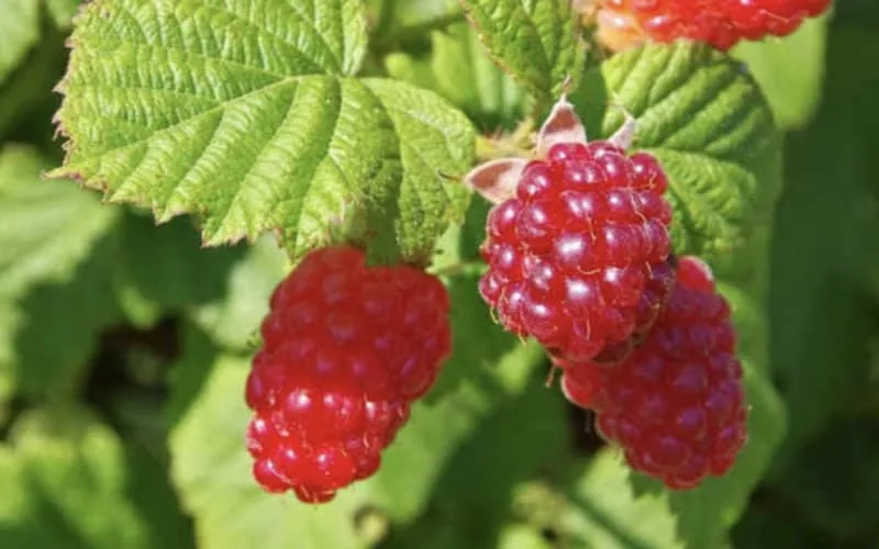 L’Espagne déplace sa culture de framboise vers le Maroc