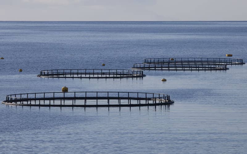 Le Maroc veut construire une dizaine de fermes piscicoles au large des îles Canaries