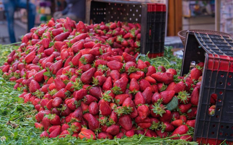 Les fraises marocaines dérangent les producteurs de Huelva