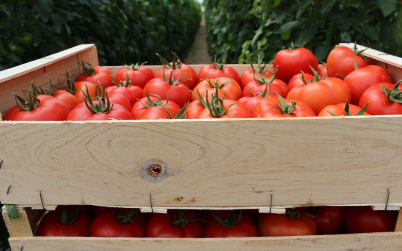 Le Maroc accusé de fraude à l’exportation de tomates produites au Sahara