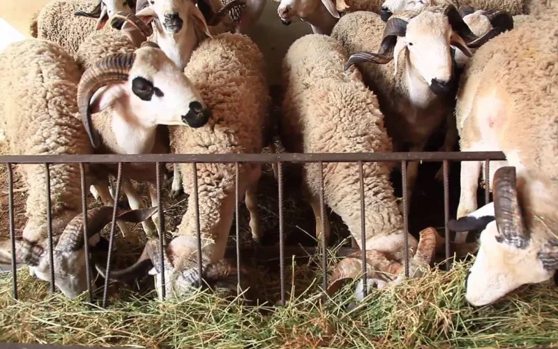 Aïd AlAdha combien coûte un mouton importé