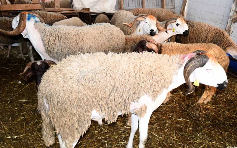 Le prix du mouton moins cher au Maroc qu’en Algérie