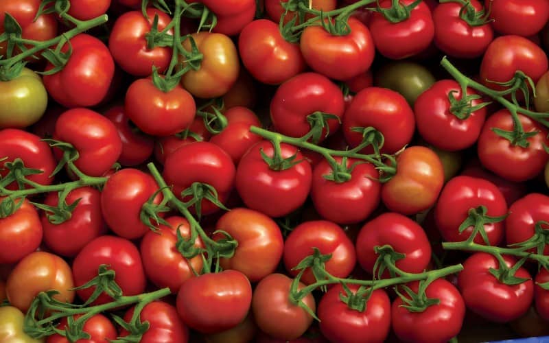 Almeria se plaint auprès de l’Europe de la tomate marocaine