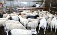 Bruxelles : vers la fin de l'abattage sans étourdissement ?