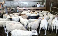 Abattage rituel en Belgique : plainte auprès de la CEDH