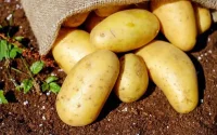 Des agriculteurs marocains de plus en plus intéressés par le Bio