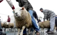 Les musulmans de Belgique célèbrent l'Aïd Al-Adha le 9 juillet