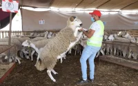 Maroc : Voici la date de l'Aïd al-Adha 2024