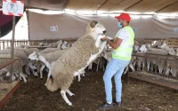 Aïd Al-Adha : les « hôtels pour moutons » ont le vent en poupe