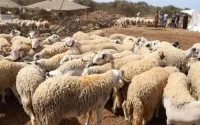 Maroc : très cher mouton de l'Aïd