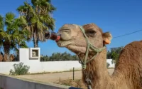 Alerte à la canicule au Maroc