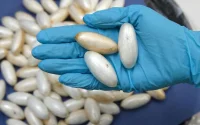 Aéroport de Casablanca : un Algérien recherché pour trafic de drogue arrêté avec des capsules dans l'estomac