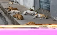 Enfin un refuge pour les chiens errants à Casablanca