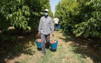 Italie : un Marocain à la tête d'un réseau exploitant illégalement des migrants
