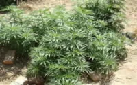 Baisses spectaculaires de la production de drogues au Maroc