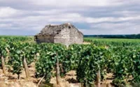 Chine, Inde et Maghreb, futurs eldorados du vin