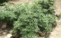 12 tonnes de cannabis saisies et 4 trafiquants arrêtés à Tetouan