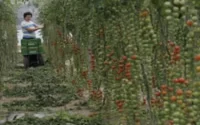 L'Espagne a besoin d'un supplément de 600 saisonniers agricoles marocains