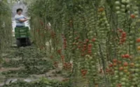 Travail saisonnier, l'Espagne en absorbe plus de 90%