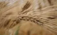 Signature d'un programme agricole 2008-2012 entre le Maroc et la Catalogne