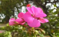 Le Maroc légendaire en une mosaïque de fleurs au Canada