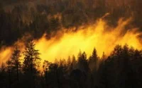 Près de 80 incendies de forêts recensés depuis janvier dernier