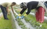 Espagne : plus de 15.700 saisonnières marocaines attendues