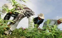 Démantèlement de 4 gros réseaux de trafic de drogue en 2009