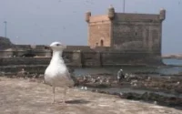 Hérouville Saint-Clair accueille les peintres d'Essaouira