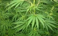 1345 personnes arrêtées pour trafic de drogue en 2009