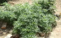 La culture du cannabis a diminué de 60% en 2009