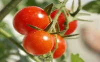 Les producteurs français réclament l'annulation d'un accord UE/Maroc