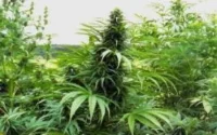 Cannabis : l'Afghanistan détrône le Maroc