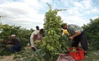 France : des saisonniers marocains se révoltent