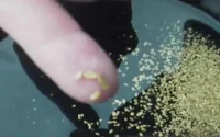 Un gisement d'or à Amzmiz
