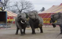 Insolite : quatre éléphants de cirque sans papiers bloqués au Maroc